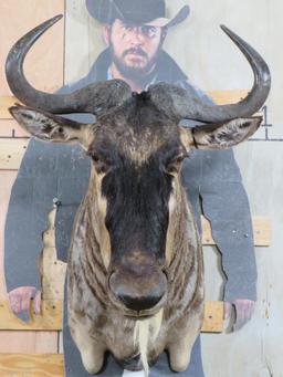 Nice White Bearded Gnu Sh Mt TAXIDERMY