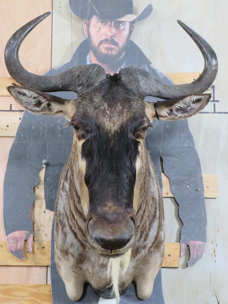 Nice White Bearded Gnu Sh Mt TAXIDERMY