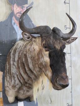 Nice White Bearded Gnu Sh Mt TAXIDERMY