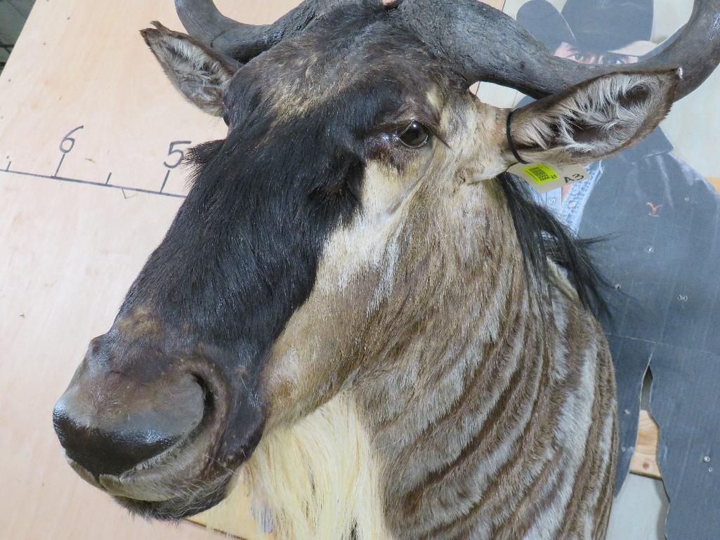 Nice White Bearded Gnu Sh Mt TAXIDERMY