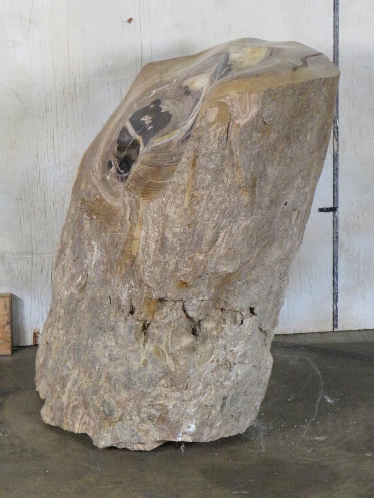 Log Contour Polished from Holleywood Ranch Sweet Home ROCKS & MINERALS