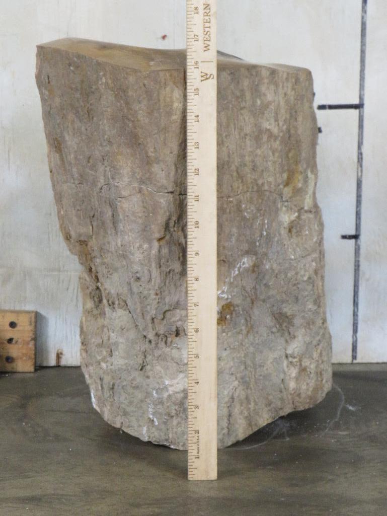 Log Contour Polished from Holleywood Ranch Sweet Home ROCKS & MINERALS