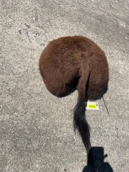 Buffalo / Bison Rump,/ butt. NEW taxidermy 22 inches wide, about 11 inches out from wall & 36 inches