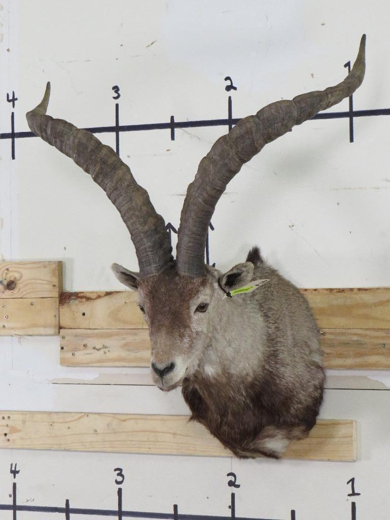 Nice Ibex Sh Mt TAXIDERMY