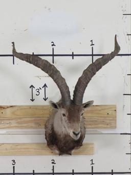 Nice Ibex Sh Mt TAXIDERMY