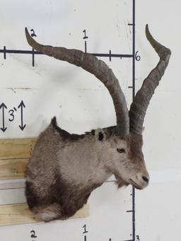 Nice Ibex Sh Mt TAXIDERMY