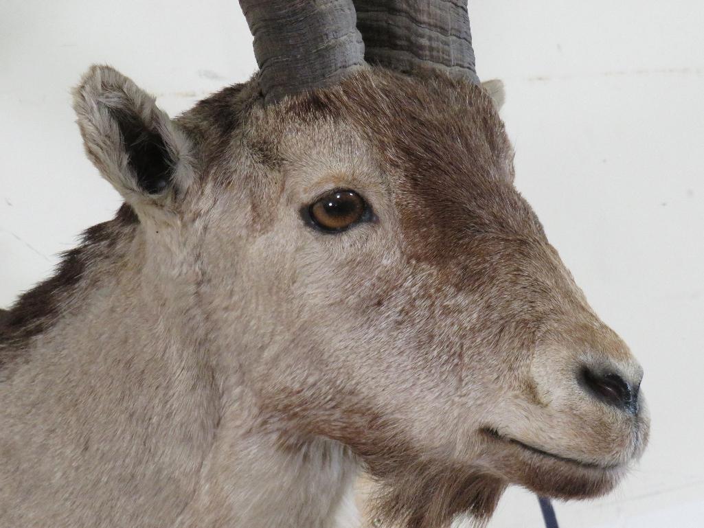 Nice Ibex Sh Mt TAXIDERMY