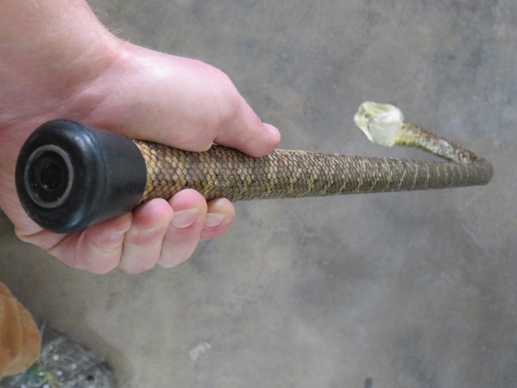 Very Nice/New Western Diamondback Rattlesnake Wrapped Cane w/Mounted Head & Big Fangs TAXIDERMY