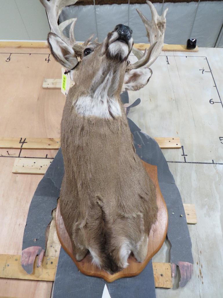 Very Nice/Big 25 Pt Whitetail Sh Mt, Heavy Rack TAXIDERMY