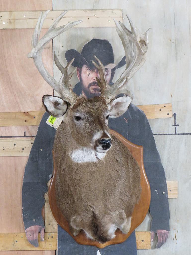 Very Nice/Big 25 Pt Whitetail Sh Mt, Heavy Rack TAXIDERMY