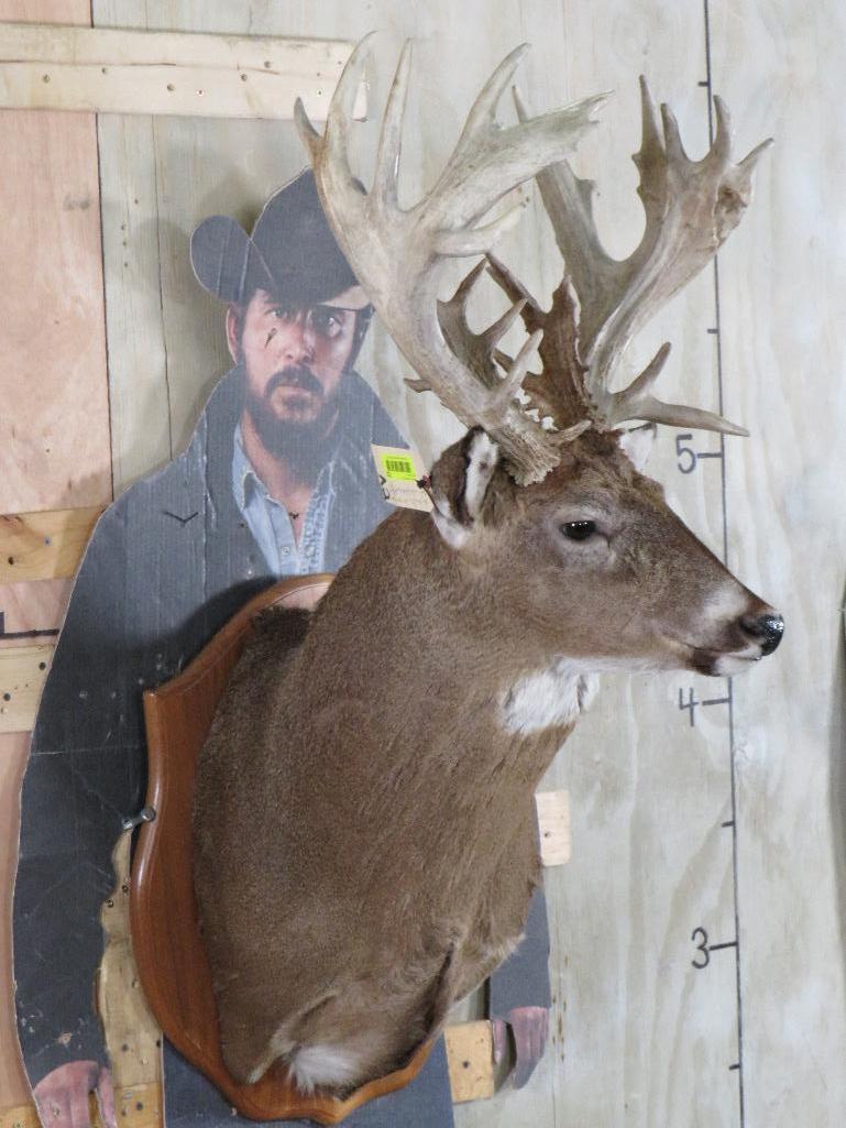 Very Nice/Big 25 Pt Whitetail Sh Mt, Heavy Rack TAXIDERMY