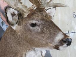 Very Nice/Big 25 Pt Whitetail Sh Mt, Heavy Rack TAXIDERMY