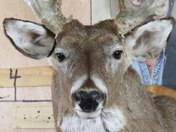 Very Nice/Big 25 Pt Whitetail Sh Mt, Heavy Rack TAXIDERMY