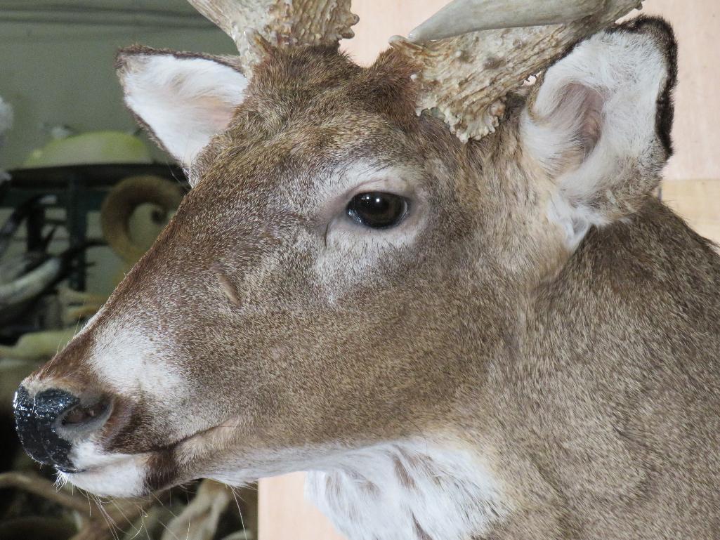 Very Nice/Big 25 Pt Whitetail Sh Mt, Heavy Rack TAXIDERMY