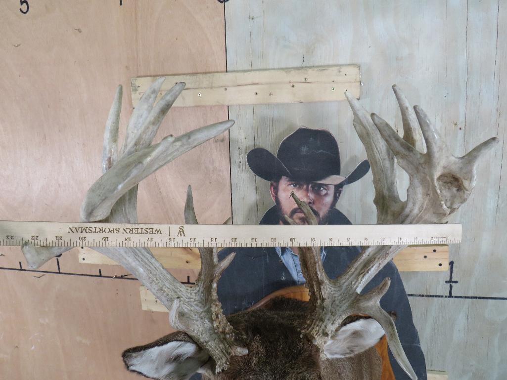 Very Nice/Big 25 Pt Whitetail Sh Mt, Heavy Rack TAXIDERMY