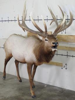 Lifesize Elk w/Real Antlers TAXIDERMY