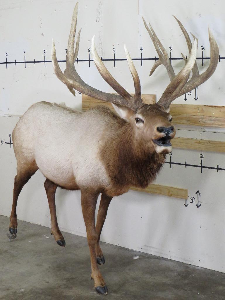 Lifesize Elk w/Real Antlers TAXIDERMY