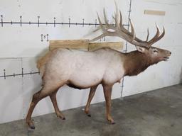 Lifesize Elk w/Real Antlers TAXIDERMY