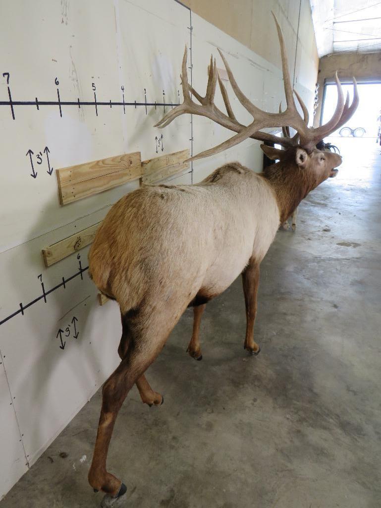 Lifesize Elk w/Real Antlers TAXIDERMY