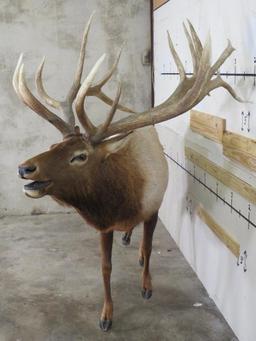 Lifesize Elk w/Real Antlers TAXIDERMY