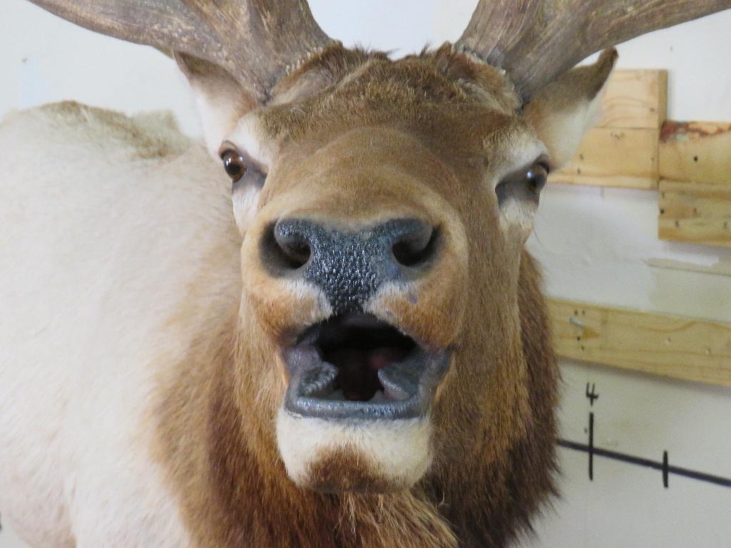 Lifesize Elk w/Real Antlers TAXIDERMY