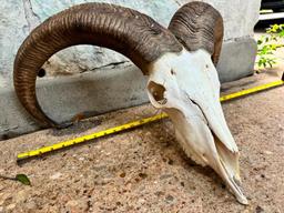 Nice Large Aoudad Skull, Thick Horns TAXIDERMY