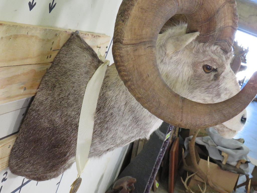 XL Stone Sheep Sh Mt Dallas Sari Club Metalist TAXIDERMY