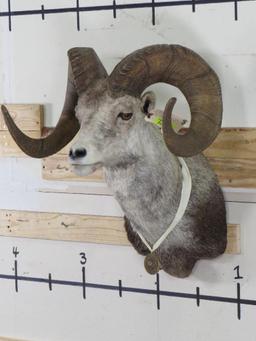 XL Stone Sheep Sh Mt Dallas Sari Club Metalist TAXIDERMY