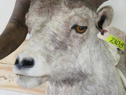 XL Stone Sheep Sh Mt Dallas Sari Club Metalist TAXIDERMY