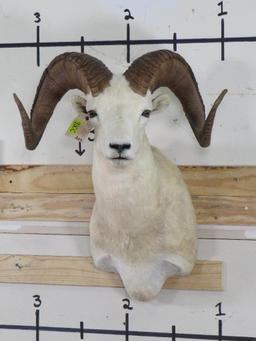 Very Nice Dall Sheep Sh Mt TAXIDERMY