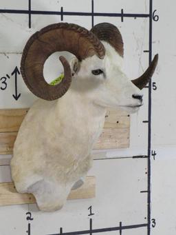 Very Nice Dall Sheep Sh Mt TAXIDERMY