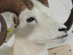 Very Nice Dall Sheep Sh Mt TAXIDERMY