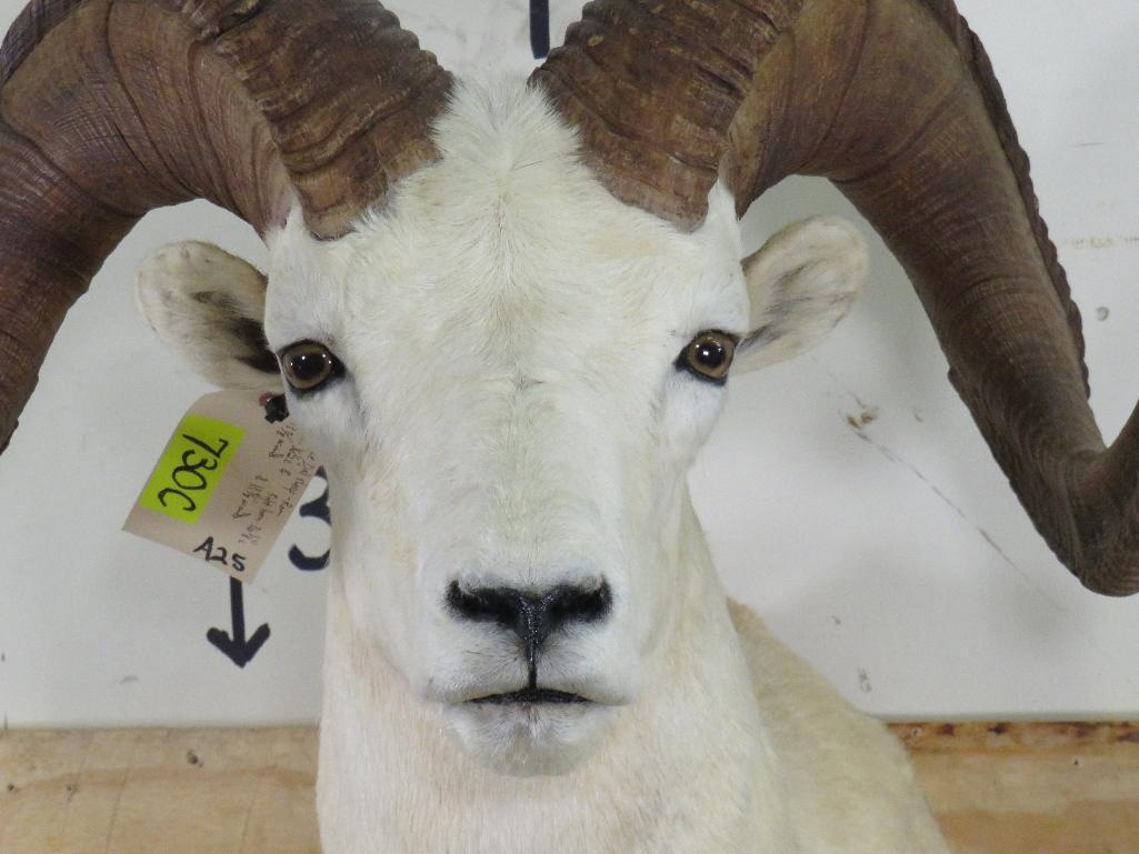 Very Nice Dall Sheep Sh Mt TAXIDERMY