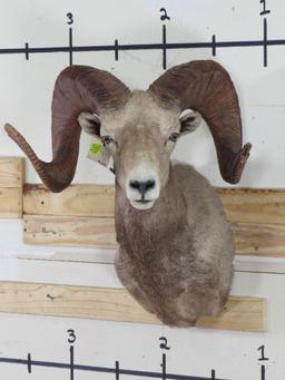 Very Nice XL Desert Sheep Sh Mt TAXIDERMY