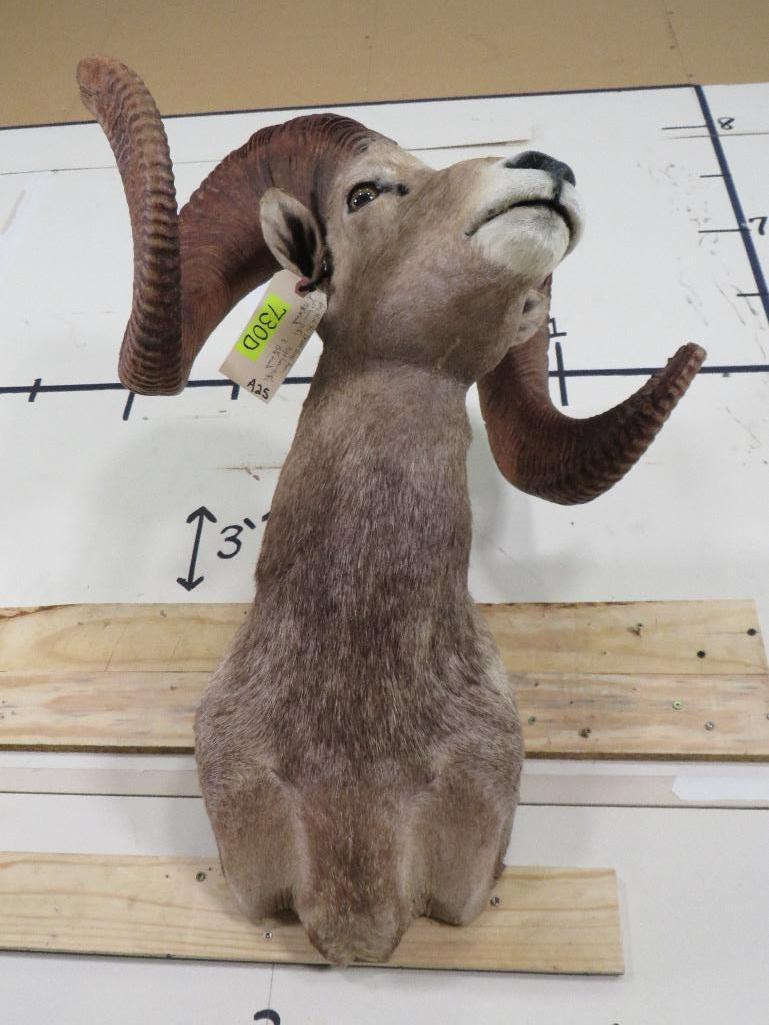 Very Nice XL Desert Sheep Sh Mt TAXIDERMY