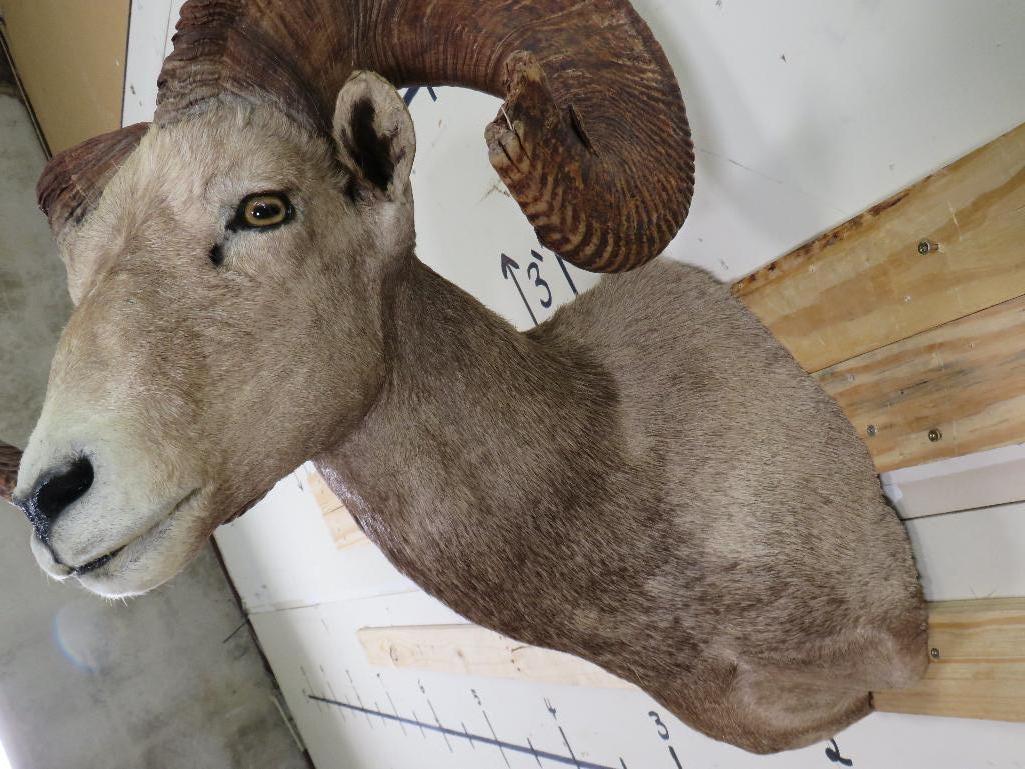 Very Nice XL Desert Sheep Sh Mt TAXIDERMY