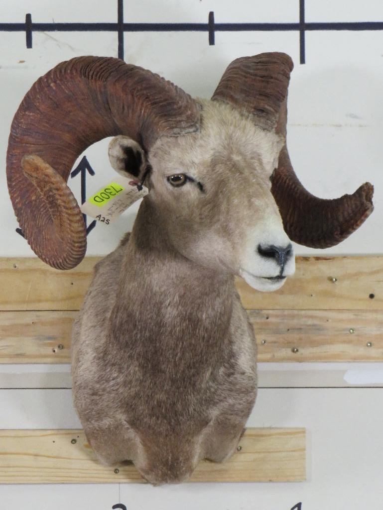 Very Nice XL Desert Sheep Sh Mt TAXIDERMY