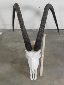 World Record Sable Skull!!!! TAXIDERMY