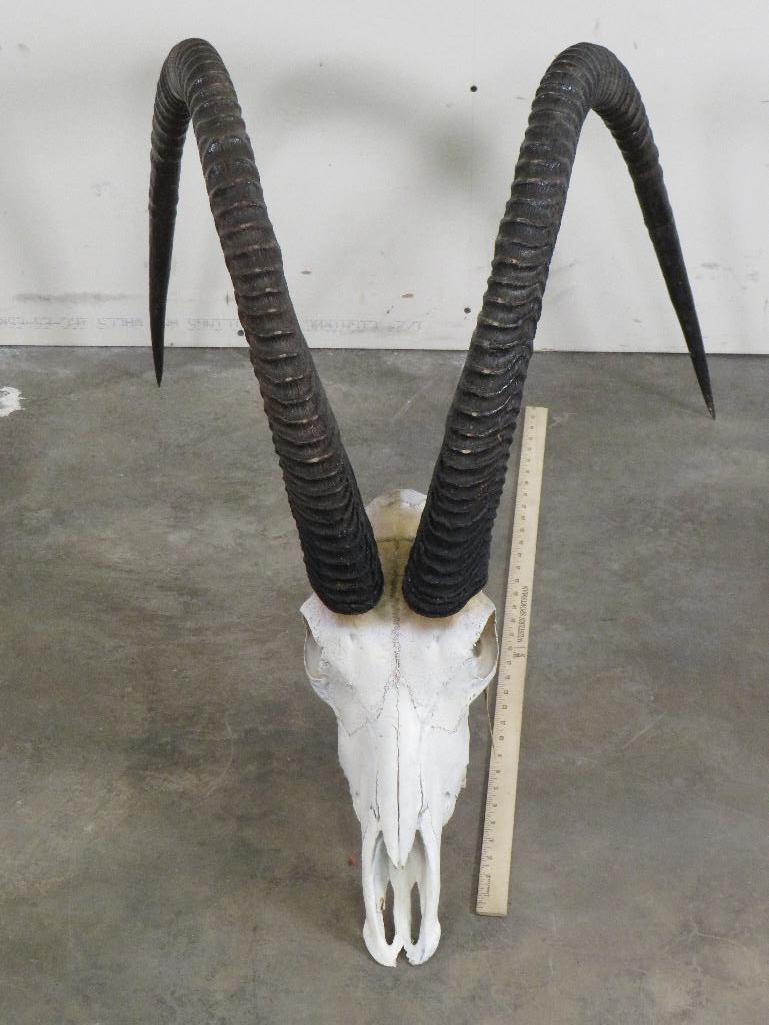 World Record Sable Skull!!!! TAXIDERMY