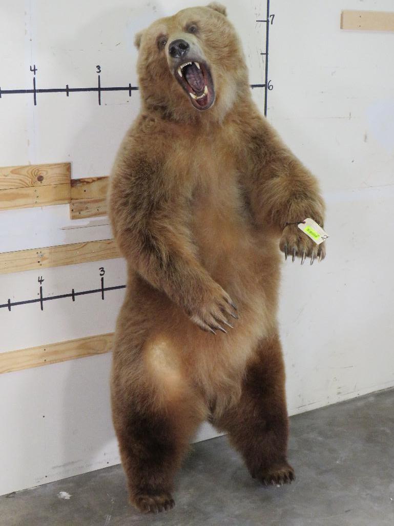 XL Standing Brown Bear, Big Claws & Great Face *No base TAXIDERMY