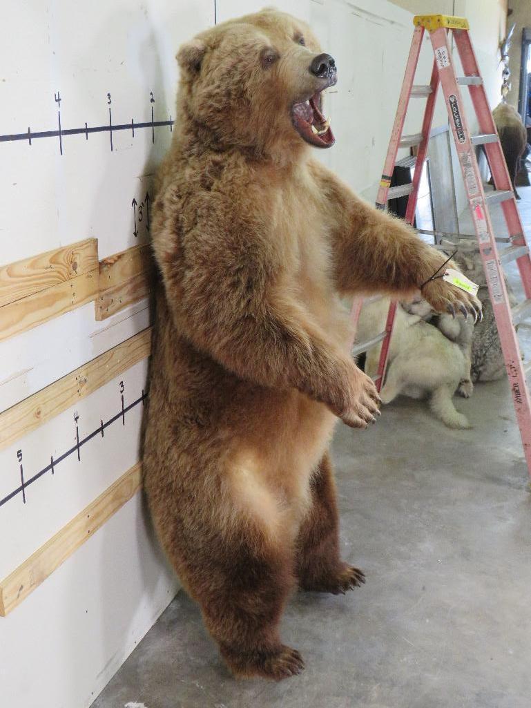 XL Standing Brown Bear, Big Claws & Great Face *No base TAXIDERMY