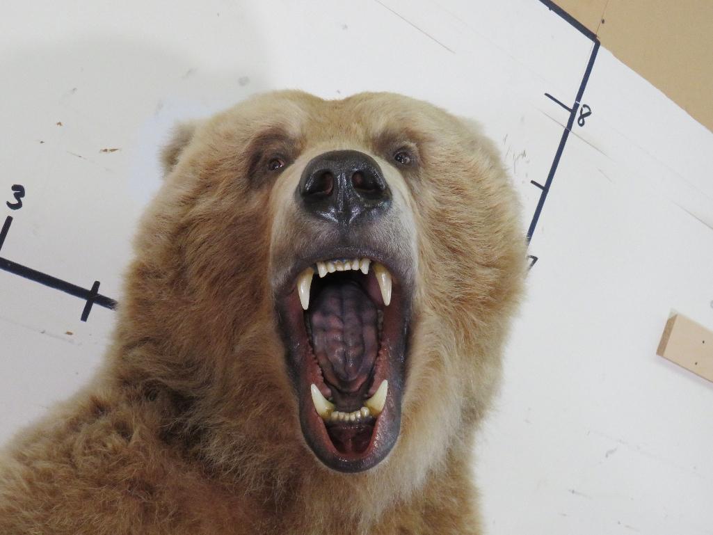 XL Standing Brown Bear, Big Claws & Great Face *No base TAXIDERMY