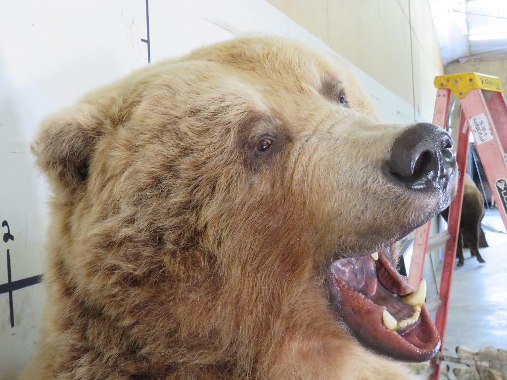 XL Standing Brown Bear, Big Claws & Great Face *No base TAXIDERMY