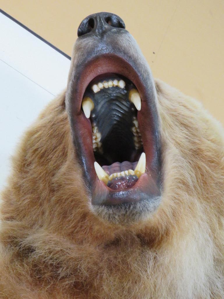 XL Standing Brown Bear, Big Claws & Great Face *No base TAXIDERMY