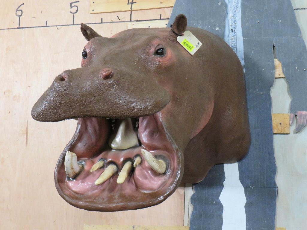 Real Skin Reproduction Teeth Hippo Sh Mt TAXIDERMY