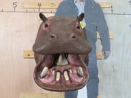 Real Skin Reproduction Teeth Hippo Sh Mt TAXIDERMY