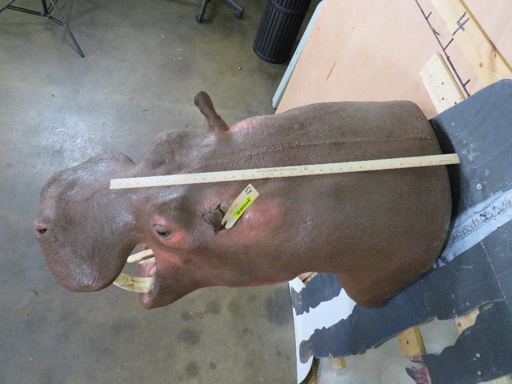 Real Skin Reproduction Teeth Hippo Sh Mt TAXIDERMY