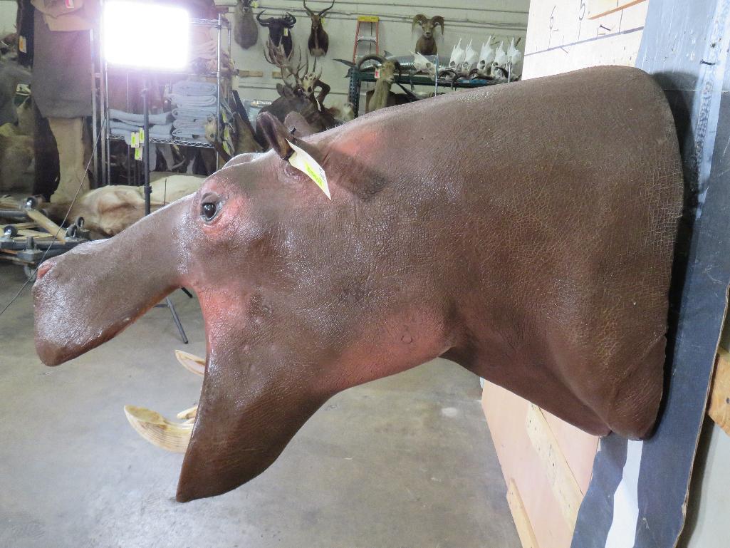 Real Skin Reproduction Teeth Hippo Sh Mt TAXIDERMY