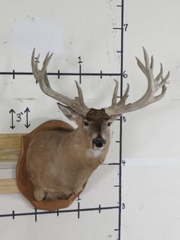 Very Nice Whitetail Sh Mt w/XL Rack 20pt & 33"Spread TAXIDERMY