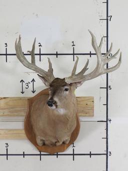 Very Nice Whitetail Sh Mt w/XL Rack 20pt & 33"Spread TAXIDERMY